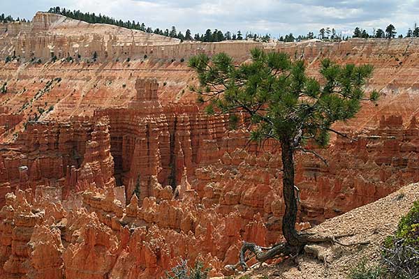 Bryce Canyon | Canon 10D, EF 17-40 4.0, 32mm, f 8, 1/250s, ISO 100