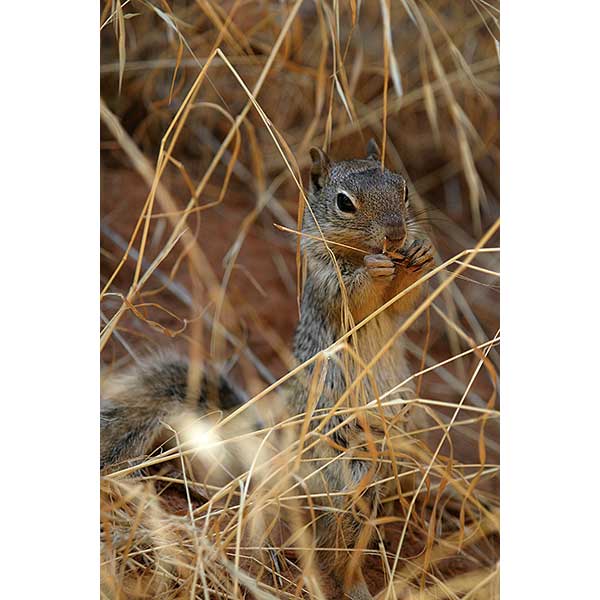 Chipmunk | Canon 10D, EF 70-200 2.8, 125mm,  f 2.8, 1/100s, ISO400