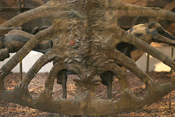 Archelon