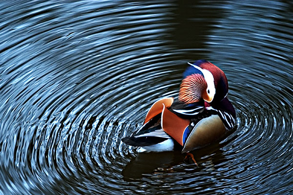 Mandarin Duck