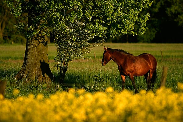shadow | Canon 10D, EF 70-200 2.8, 200mm, f 2.8, 1/500s, ISO100