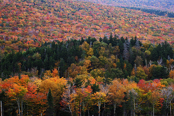 White Mountains