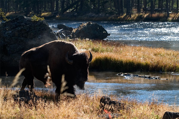 Buffalo Yellowstone NP