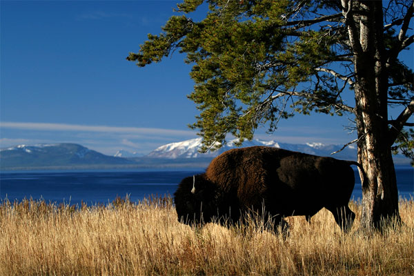 Buffalo Yellowstone NP