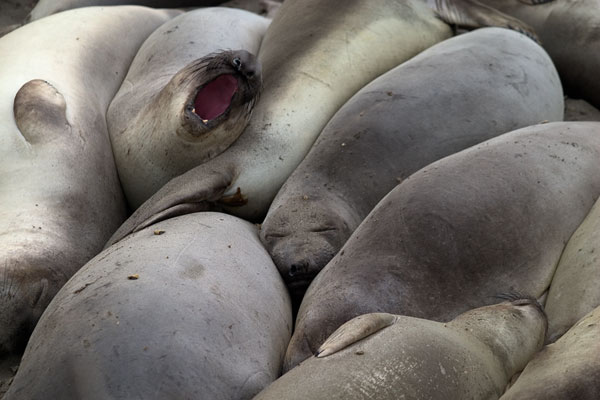Sea Elephants