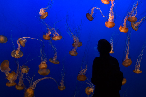 Monterey Bay Aquarium - Jellies