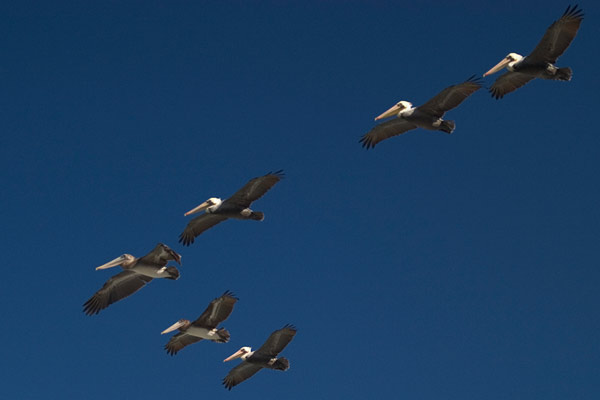 pelican