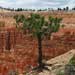 Bryce Canyon | Canon 10D, EF 17-40 4.0, 32mm, f 8, 1/250s, ISO 100