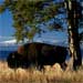 Buffalo Yellowstone NP