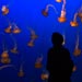 Monterey Bay Aquarium - Jellies